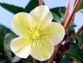 Macro of a christmas rose flower blossom Royalty Free Stock Photo
