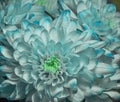 Macro chrysanthemum blue, blue flowers, rare color flowers, painted flowers blue