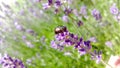 Chrysolina Americana on Lavender Royalty Free Stock Photo