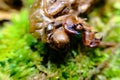 Macro Cicada Locust Exoskeleton