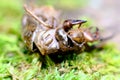 Macro Cicada Locust Exoskeleton