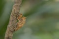 Cicada shell exoskeleton Royalty Free Stock Photo
