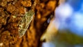 Macro of a cicada on wood Royalty Free Stock Photo