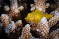 Macro of a Citron coral goby Gobiodon citrinus in a hard coral. Royalty Free Stock Photo