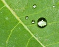 Macro of clear water drops on a green leaf Royalty Free Stock Photo