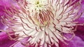 Macro clematis flower. Closeup violet blooming clematis flower Royalty Free Stock Photo