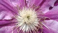 Macro clematis flower. Closeup violet blooming clematis flower Royalty Free Stock Photo