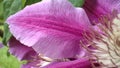 Macro clematis flower. Closeup violet blooming clematis flower Royalty Free Stock Photo