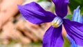 Macro of a clematis flower in sunlight