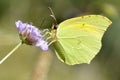 Cleopatra butterfly feeding on flower