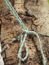 Macro climbing rope tied Royalty Free Stock Photo