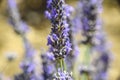 Macro close lavender flower Royalty Free Stock Photo