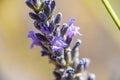 Macro close lavender flower