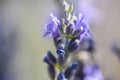 Macro close lavender flower Royalty Free Stock Photo