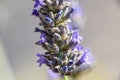 Macro close lavender flower Royalty Free Stock Photo