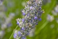 Macro close lavender flower Royalty Free Stock Photo