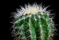 Macro Close uo Image of a golden barrel cactus Echinocactus grusonii