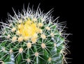 Macro Close uo Image of a golden barrel cactus Echinocactus grusonii