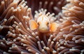 An anemone fish camouflaging inside an anemone Royalty Free Stock Photo