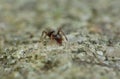 Macro close up of an ant photo taken in the uK Royalty Free Stock Photo