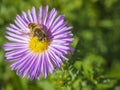 Macro close up Apis cerana Fabricius bee on beautiful pink daisy Royalty Free Stock Photo