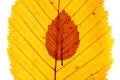 Macro close up of autumn leaves. Red yellow and green leaf as an autumn symbol isolated white background.  Leave texture. Structur Royalty Free Stock Photo