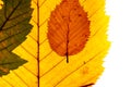 Macro close up of autumn leaves. Red yellow and green leaf as an autumn symbol isolated white background.  Leave texture. Structur Royalty Free Stock Photo