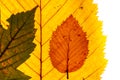 Macro close up of autumn leaves. Red yellow and green leaf as an autumn symbol isolated white background.  Leave texture. Structur Royalty Free Stock Photo