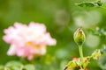 Macro close up of beautiful bud rose in front of pink rose and blurry green background. fresh concept Royalty Free Stock Photo