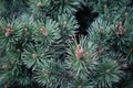 Macro close-up of beautiful evergreen pinetree branches with green shoots with grass and field flowers. Eco environment. Macro Royalty Free Stock Photo