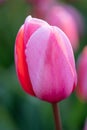 Macro close-up of a beautiful pink tulip flower, in Dutch flower field