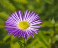 Macro close up beautiful pink violet daisy flower on green vege Royalty Free Stock Photo