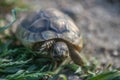 Macro close up of a beautiful tortoise walking among the green grass with its nails, legs and head and shell clearly visible Royalty Free Stock Photo