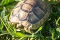 Macro close up of a beautiful tortoise walking among the green grass with its nails, legs and head and shell clearly visible Royalty Free Stock Photo