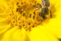 Macro Close Up Bee collecting Nektar in bright yellow Sunflower Royalty Free Stock Photo