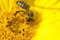 Macro Close Up Bee collecting Nektar in bright yellow Sunflower Royalty Free Stock Photo