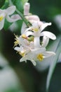 A Macro Close-up of a Bee Collecting Pollen from a Lemon Tree flower,