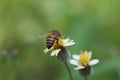 Close up of a bee pollination of flower