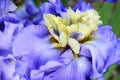 A purple `Beg To Differ` Iris in bloom.