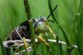 Macro close-up of a bembix in a bed of grass Royalty Free Stock Photo