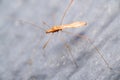 Macro close-up of a Berytidae standing on a gray surface Royalty Free Stock Photo