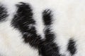 Macro close-up of black and white spotted Checkered rabbit fur