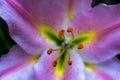 Macro close up of blossoming Pink Lilly (Lilium Martagon). Royalty Free Stock Photo