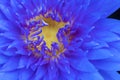 blue lotus with yellow pollen symbol zen on nature background. Tropical blooming fresh purple water lily with Royalty Free Stock Photo