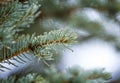 Macro close up of Blue Spruce fir tree branch with drops of water rain or dew Royalty Free Stock Photo