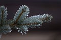 Macro close up of Blue Spruce fir tree branch with drops of water rain or dew Royalty Free Stock Photo