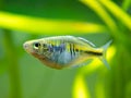 Macro close up of a Boeseman`s rainbowfish Melanotaenia boesemani isolated on a fish tank with blurred background Royalty Free Stock Photo