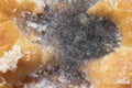 Macro close-up of Bread Mold Rhizopus developed over a piece of sugary biscuit