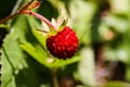 Macro close up of bright isolated red wild strawberry fruit fragaria vesca on plant with green leaves, blurred green background Royalty Free Stock Photo