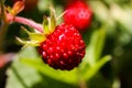 Macro close up of bright isolated red wild strawberry fruit fragaria vesca on plant with green leaves, blurred green background Royalty Free Stock Photo